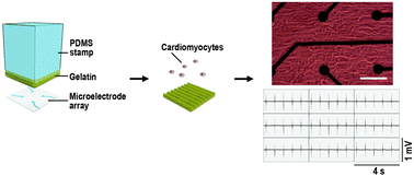 Graphical abstract: Laminar ventricular myocardium on a microelectrode array-based chip