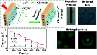 Graphical abstract: Electrodeposition of chitosan based on coordination with metal ions in situ-generated by electrochemical oxidation