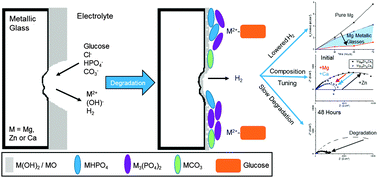 Graphical abstract: Examining the elemental contribution towards the biodegradation of Mg–Zn–Ca ternary metallic glasses