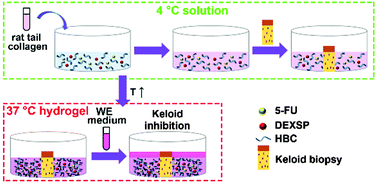 Graphical abstract: A thermosensitive hydroxybutyl chitosan hydrogel as a potential co-delivery matrix for drugs on keloid inhibition