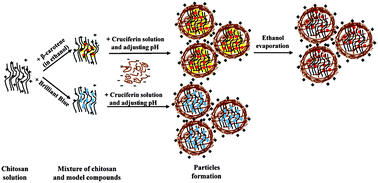 Graphical abstract: Cruciferin coating improves the stability of chitosan nanoparticles at low pH