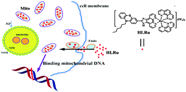 Graphical abstract: Targeting mitochondrial DNA with a two-photon active Ru(ii) phenanthroline derivative