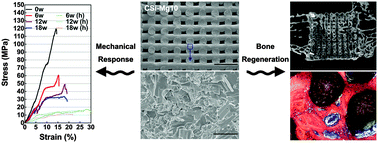 Graphical abstract: The outstanding mechanical response and bone regeneration capacity of robocast dilute magnesium-doped wollastonite scaffolds in critical size bone defects