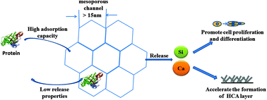 Graphical abstract: Large-pore mesoporous Ca–Si-based bioceramics with high in vitro bioactivity and protein adsorption capability for bone tissue regeneration