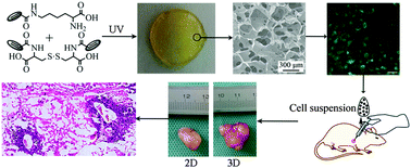 Graphical abstract: A photo-polymerized poly(Nε-acryloyl l-lysine) hydrogel for 3D culture of MCF-7 breast cancer cells