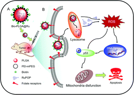 Graphical abstract: Cancer-targeted tri-block copolymer nanoparticles as payloads of metal complexes to achieve enhanced cancer theranosis