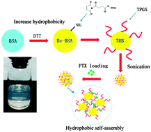 Graphical abstract: TPGS modified reduced bovine serum albumin nanoparticles as a lipophilic anticancer drug carrier for overcoming multidrug resistance