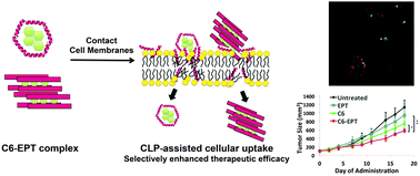 Graphical abstract: An amphipathic lytic peptide for enhanced and selective delivery of ellipticine