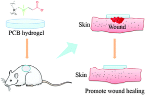 Graphical abstract: Zwitterionic hydrogels promote skin wound healing