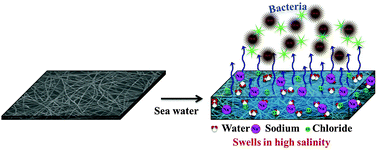 Graphical abstract: Antibacterial, electrospun nanofibers of novel poly(sulfobetaine) and poly(sulfabetaine)s