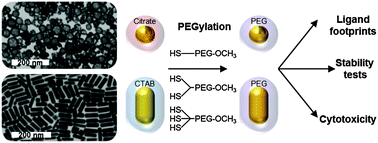 Graphical abstract: Multivalency of PEG-thiol ligands affects the stability of NIR-absorbing hollow gold nanospheres and gold nanorods