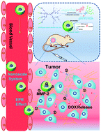 Graphical abstract: A stimuli-responsive Janus peptide dendron–drug conjugate as a safe and nanoscale drug delivery vehicle for breast cancer therapy