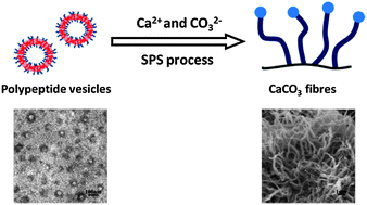 Graphical abstract: Formation of CaCO3 fibres directed by polypeptide vesicles