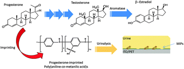 Graphical abstract: Electrochemical sensing of urinary progesterone with molecularly imprinted poly(aniline-co-metanilic acid)s