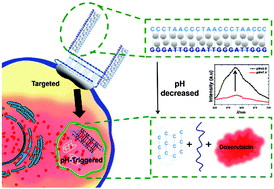 Graphical abstract: A self-assembled DNA nanostructure for targeted and pH-triggered drug delivery to combat doxorubicin resistance