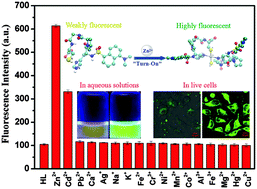 Graphical abstract: A novel fluorescent chemosensor based on tetra-peptides for detecting zinc ions in aqueous solutions and live cells
