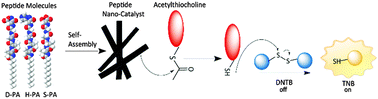 Graphical abstract: Catalytic supramolecular self-assembled peptide nanostructures for ester hydrolysis