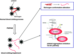 Graphical abstract: Effects of thermosensitive poly(N-isopropylacrylamide) on blood coagulation