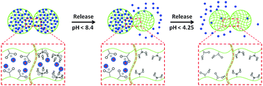 Graphical abstract: Sequential and controlled release of small molecules from poly(N-isopropylacrylamide) microgel-based reservoir devices