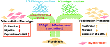 Graphical abstract: Differential regulation of skin fibroblasts for their TGF-β1-dependent wound healing activities by biomimetic nanofibers