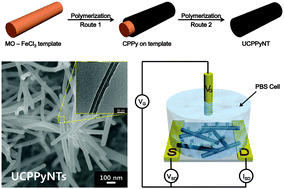 Graphical abstract: Size-controllable ultrathin carboxylated polypyrrole nanotube transducer for extremely sensitive 17β-estradiol FET-type biosensors