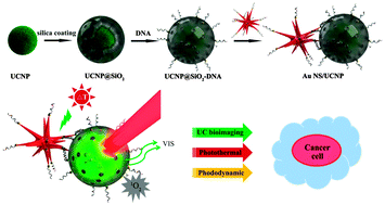 Graphical abstract: Self-assembled gold nanostar–NaYF4:Yb/Er clusters for multimodal imaging, photothermal and photodynamic therapy