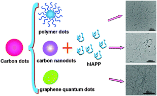 Graphical abstract: The effects of a series of carbon dots on fibrillation and cytotoxicity of human islet amyloid polypeptide