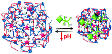 Graphical abstract: Loading and release of fluorescent oligoarginine peptides into/from pH-responsive anionic supramolecular nanoparticles
