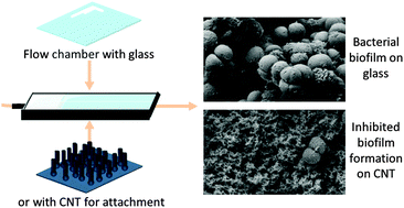 Graphical abstract: Vertically aligned multi walled carbon nanotubes prevent biofilm formation of medically relevant bacteria