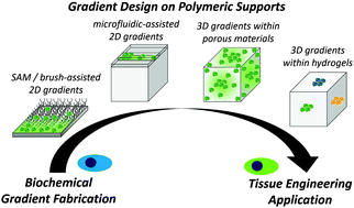 Graphical abstract: Mimicking natural cell environments: design, fabrication and application of bio-chemical gradients on polymeric biomaterial substrates