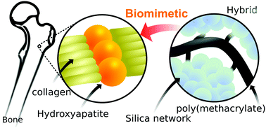 Graphical abstract: Ductile silica/methacrylate hybrids for bone regeneration