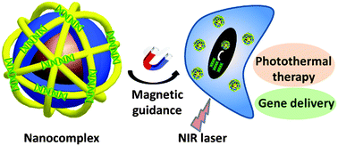 Graphical abstract: Functional magnetic Prussian blue nanoparticles for enhanced gene transfection and photothermal ablation of tumor cells