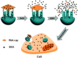 Graphical abstract: Mesoporous carbon nanoparticles capped with polyacrylic acid as drug carrier for bi-trigger continuous drug release