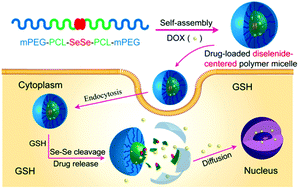 Graphical abstract: Well-defined labile diselenide-centered poly(ε-caprolactone)-based micelles for activated intracellular drug release