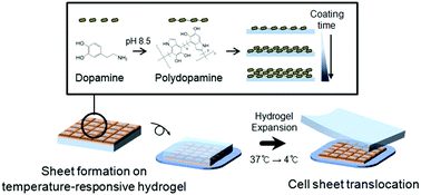 Graphical abstract: Mussel adhesive protein inspired coatings on temperature-responsive hydrogels for cell sheet engineering