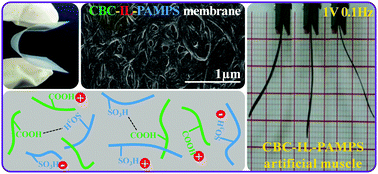 Graphical abstract: An eco-friendly ultra-high performance ionic artificial muscle based on poly(2-acrylamido-2-methyl-1-propanesulfonic acid) and carboxylated bacterial cellulose
