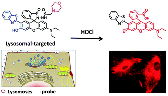 Graphical abstract: A lysosome-targeted and ratiometric fluorescent probe for imaging exogenous and endogenous hypochlorous acid in living cells