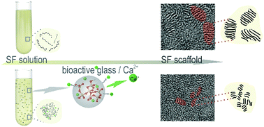 Graphical abstract: Size of silk fibroin β-sheet domains affected by Ca2+