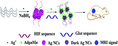 Graphical abstract: Mn(ii) silver-aptamer clusters for targeted MR imaging of tumors