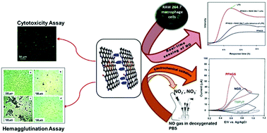 Graphical abstract: Hydrothermally functionalized biocompatible nitrogen doped graphene nanosheet based biomimetic platforms for nitric oxide detection