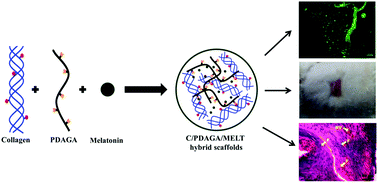 Graphical abstract: Melatonin in functionalized biomimetic constructs promotes rapid tissue regeneration in Wistar albino rats