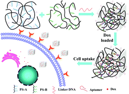 Graphical abstract: Aptamer-functionalized DNA microgels: a strategy towards selective anticancer therapeutic systems