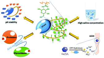 Graphical abstract: One-step synthesis of glycoprotein mimics in vitro: improvement of protein activity, stability and application in CPP hydrolysis