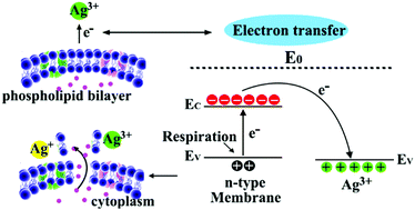 Graphical abstract: Electron transfer driven highly valent silver for chronic wound treatment