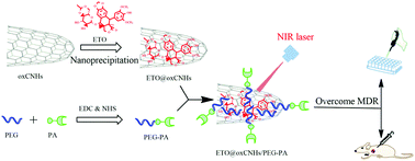 Graphical abstract: Overcoming multidrug resistance by a combination of chemotherapy and photothermal therapy mediated by carbon nanohorns