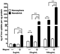 Graphical abstract: Differential internalization of brick shaped iron oxide nanoparticles by endothelial cells