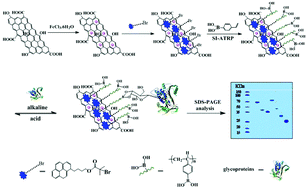 Graphical abstract: Graphene oxide-based boronate polymer brushes via surface initiated atom transfer radical polymerization for the selective enrichment of glycoproteins