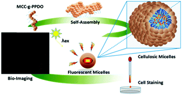Graphical abstract: Cellulosic micelles as nanocapsules of liposoluble CdSe/ZnS quantum dots for bioimaging