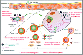 Graphical abstract: Guanidinylated cationic nanoparticles as robust protein antigen delivery systems and adjuvants for promoting antigen-specific immune responses in vivo