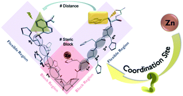 Graphical abstract: Highly selective ratiometric peptide-based chemosensors for zinc ions and applications in living cell imaging: a study for reasonable structure design